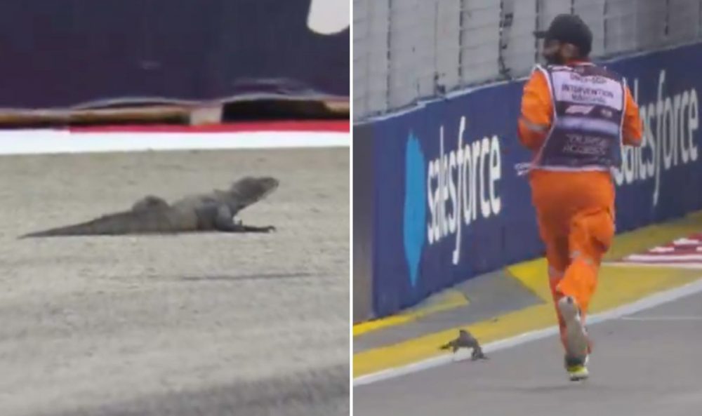 Singapore GP in CHAOS after lizard breaks onto track